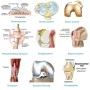 Болезни коленного сустава: классификация, принципы лечения, осложнения