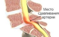 Тайны любовных игр: как спариваются обезьяны?