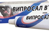 Вомбатовые: Необычные мохнатые жители Австралии