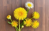 Одуванчик и здоровье костей: народные рецепты, которые стоит попробовать